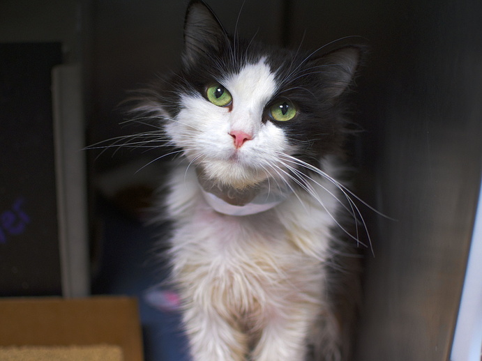 NYCDEATHROWCATS's tweet photo. THERE ARE 26 ANIMALS ( 11 CATS &amp; 15 DOGS)  AT RISK FOR THURSDAY 11/9/23 DEADLINE IS NOON. PLEASE SHARE, FOSTER, ADOPT, TAG FRIENDS, POST TO SOCIAL MEDIA SITES, PLEDGE TO HELP SAVE THEIR LIVES. NEW PHOTOS https://t.co/Rt2PL8RaPy https://t.co/Oh9X9r4W2N