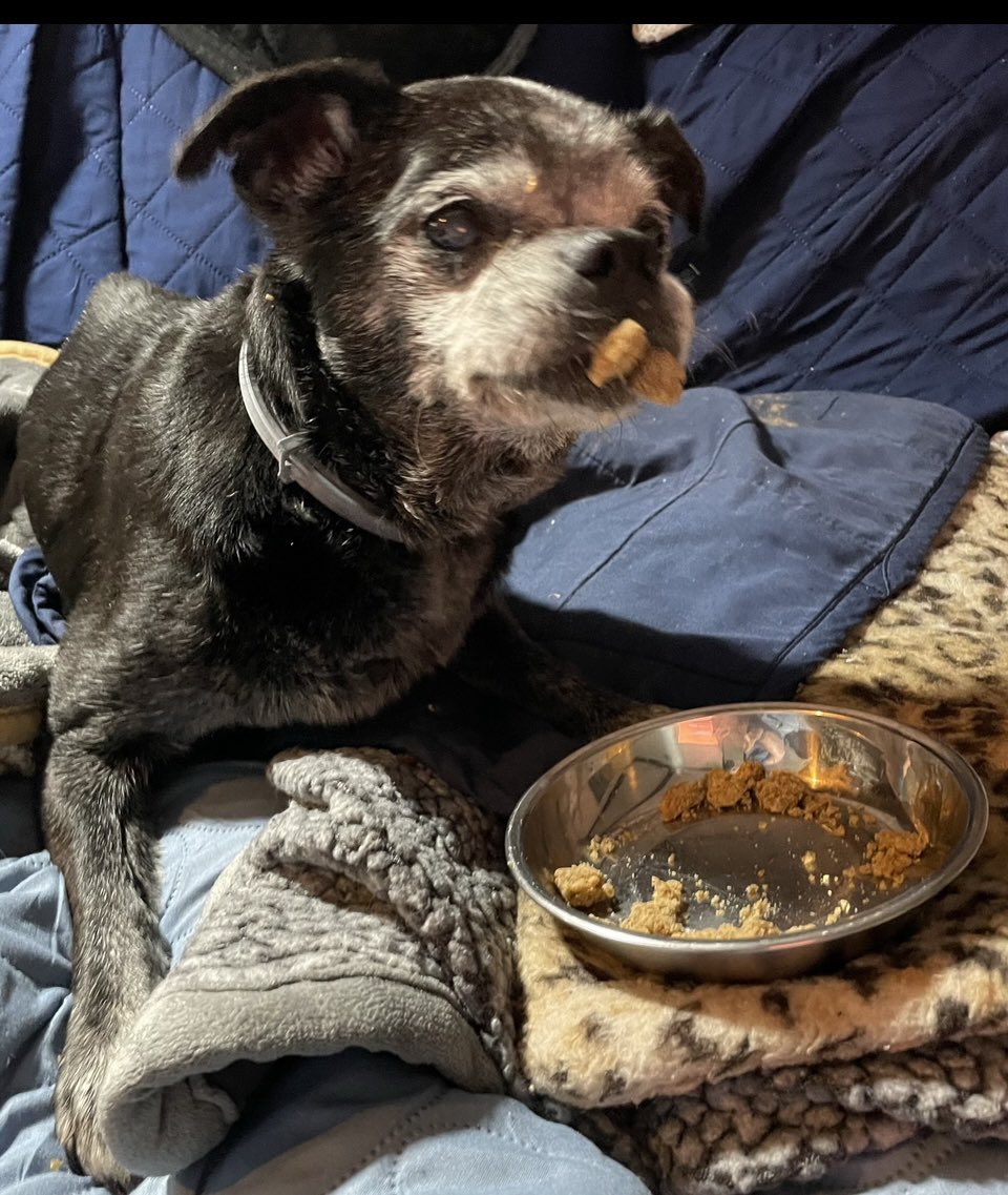 Came across this pic of Angel Marty taken 1 year ago. He was such a brave gentle soul. 💔 #Flashback                                 
#DogsOfTwitter                  
#Dogs                                             #OTRB