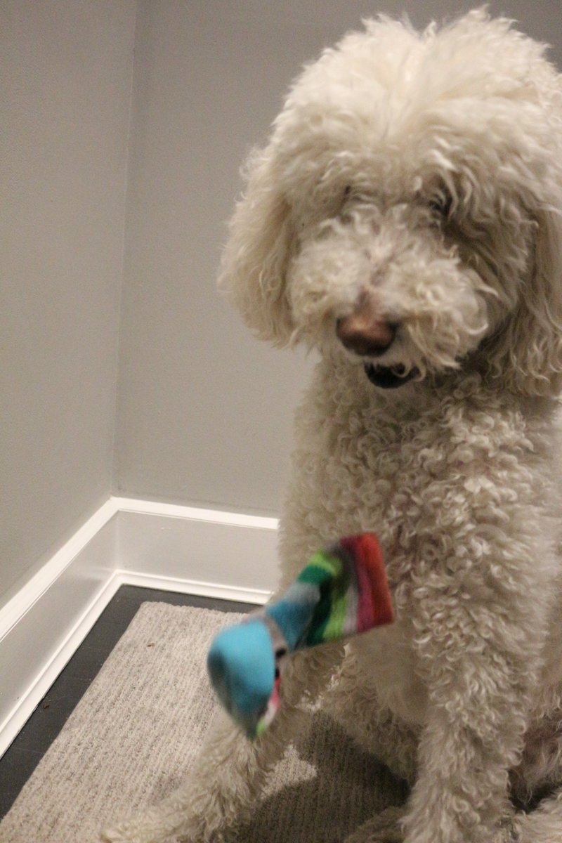 DoodleNessa's tweet photo. Socks are not for wearing #MyCardinalRule https://t.co/VBvxTOGwUI