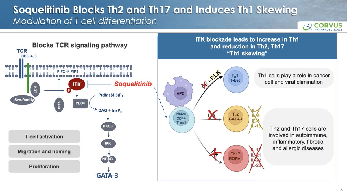 $CRVS ITKi MOA inhibits production of IL-17, IL-23 upstream and is potentially superior to current #antibody therapies.

Antibodies have a 1:1 or 1:2 ratio w/ interleukins they bind, whereas #soquelitinib stops #Th17, thus inhibiting thousands or even millions of ILs from forming