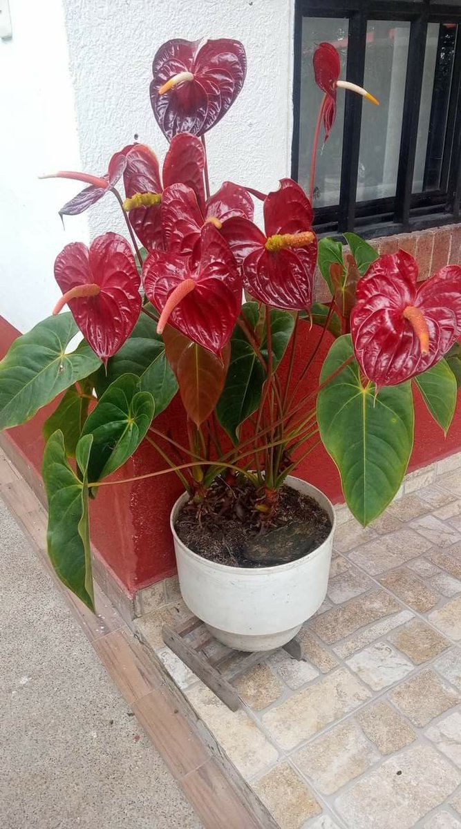 Flores de anturios