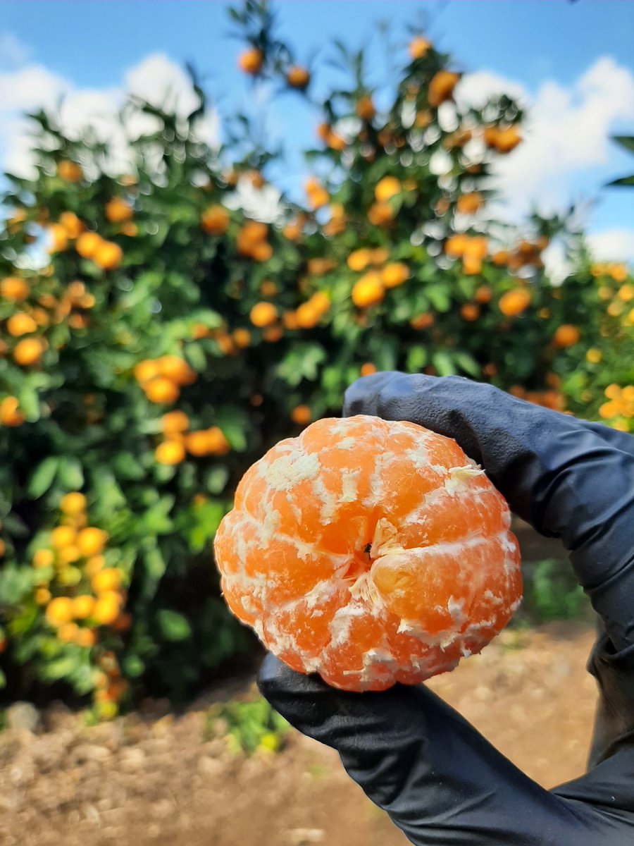 ¹³온주귤🍊 tweet media