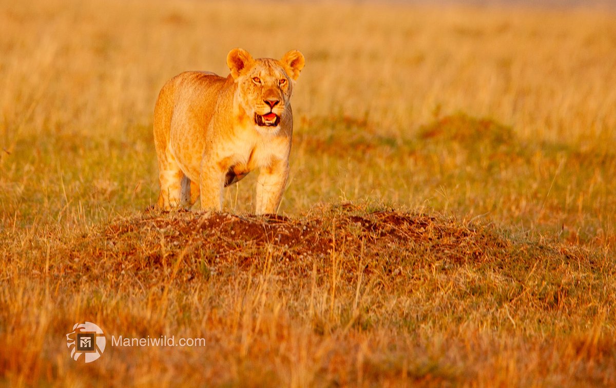 bush_wing's tweet photo. Witness the circle of life in its purest form! 🦁 From the ferocious Topi pride lions to hyenas and vultures, a game drive at the Soroi Mara Bush Camp provides a window into the untamed majesty of Maasai Mara. Reserve your spot today for a truly unforgettable adventure in the wil https://t.co/npkf0yX5GZ
