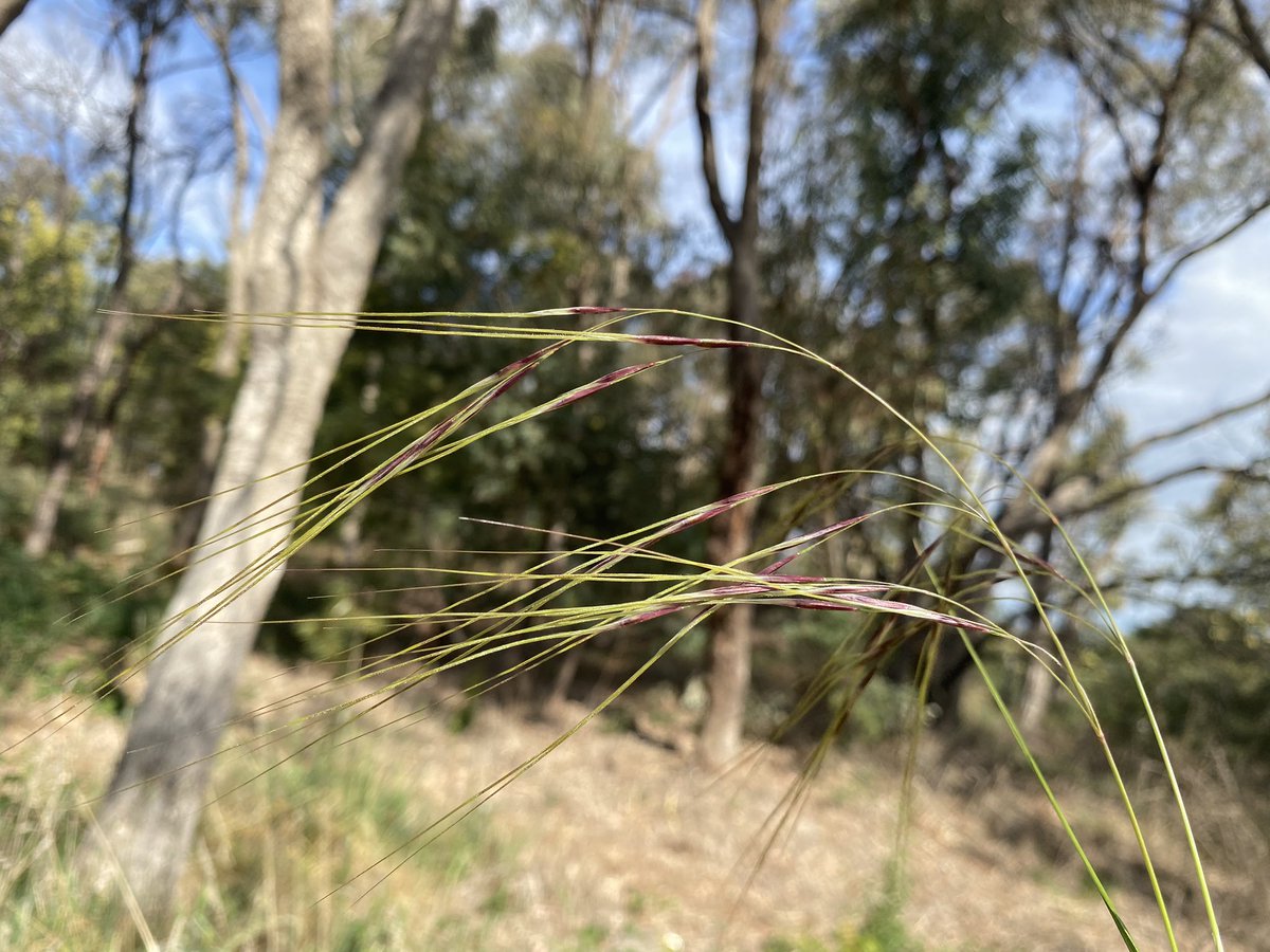 CNG in all its glory in Orange. Keep an eye out for it in your pastures. Hard to ID when vegetative, so drop a pin and come back &amp; treat it with the disrespect it deserves  <a href="/WeedSmartAU/">WeedSmart</a>  <a href="/CTablelandsLLS/">CentralTablelandsLLS</a>