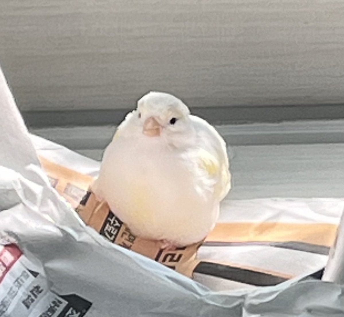 안녕하세요 오랜만이네요ㅎ.ㅎ
잭슨이 떠난지 일년이 다 되어가네요
초록이는 잘 지내고 있고 집에 새로운 식구도 생겼어요 (이름은 누 룽지)
가끔 눈물이 터지기는 하지만 그래도 가족들과 잭슨이야기를 나눌 수 있을 정도로 많이 나아졌어요
다들 행복하세요~~