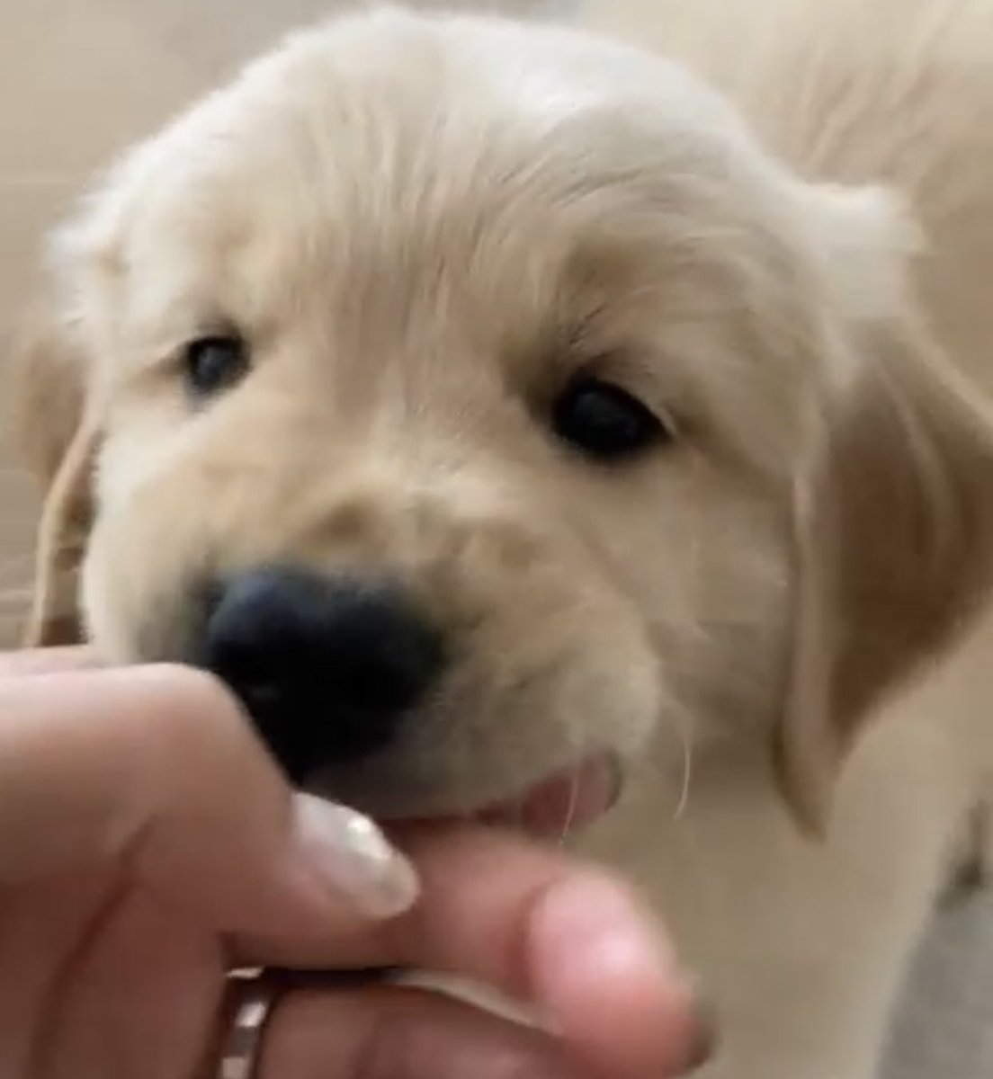 takemybear 🐶 tweet media
