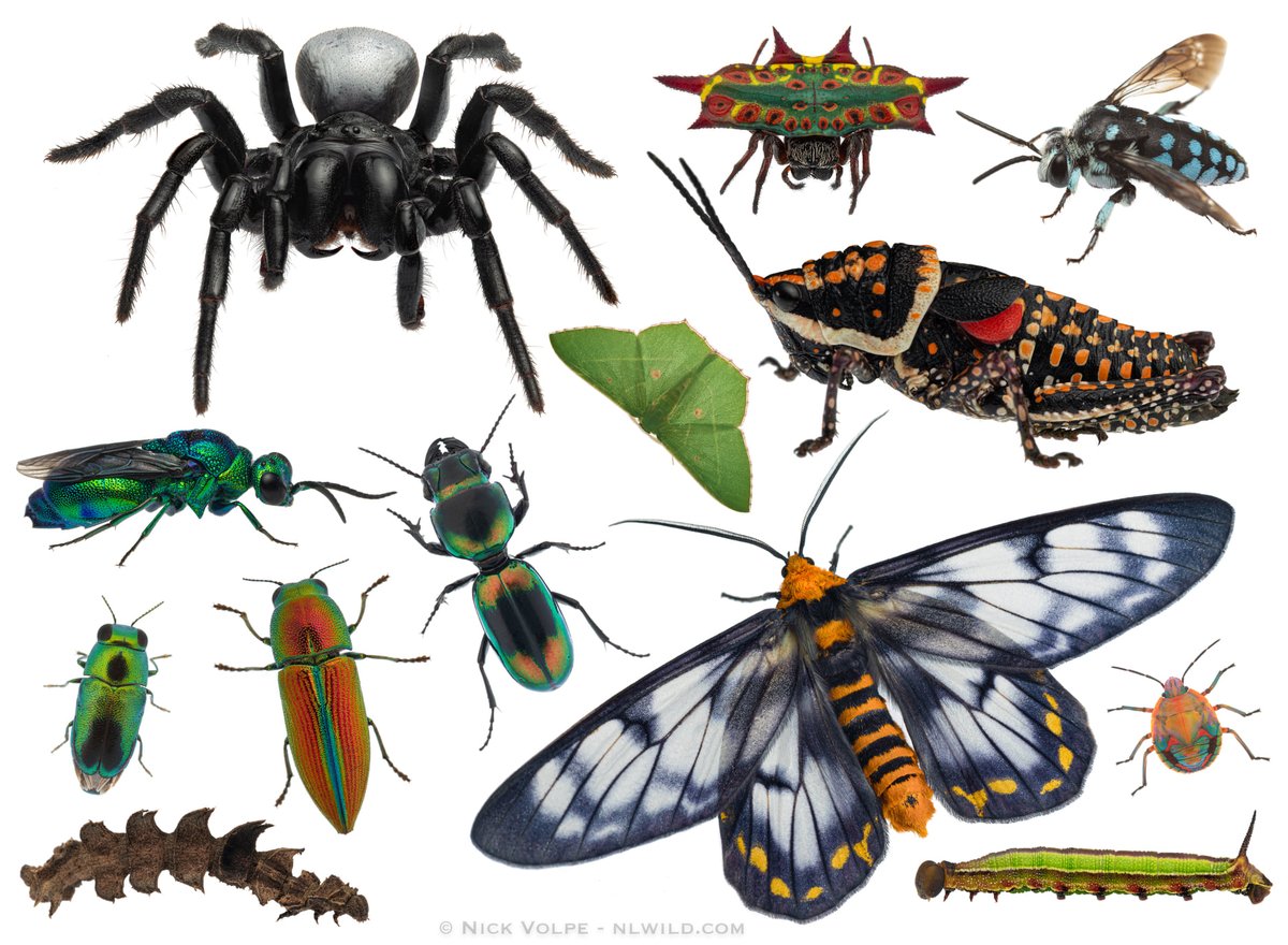 nvolpewild's tweet image. As horrific as it sounds, it is clear to me now that my work as a wildlife photographer is to no longer celebrate our natural world, but to create a library of what once was. 📷😔

Every day around the world we see stories of our eco-systems collapsing and we are losing abundance…