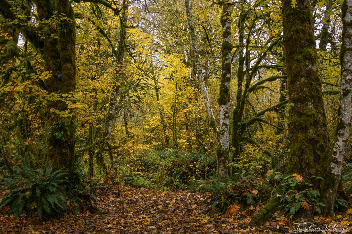 O’Toole Creek Gold, Beautiful walk through autumn 🥰🍁

#pnw #sonorthwest #wawx #ThePhotoHour #Autumn #autumnleaves #fallcolors #AutumnVibes #magicskagit #fallcolors #autumn2023