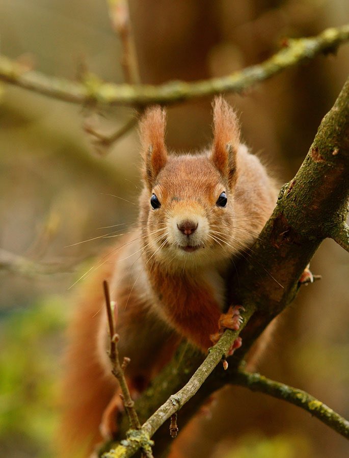 Lovely Wednesday dear friends…🍂🍁🪵🐿️🌼🍁🧡💛 #GoodMorningEveryone 🌼 #CoffeeTime ☕️ #AnimalLovers 💛 #StayPositive 🧡 #PeaceAndLove 🕊️