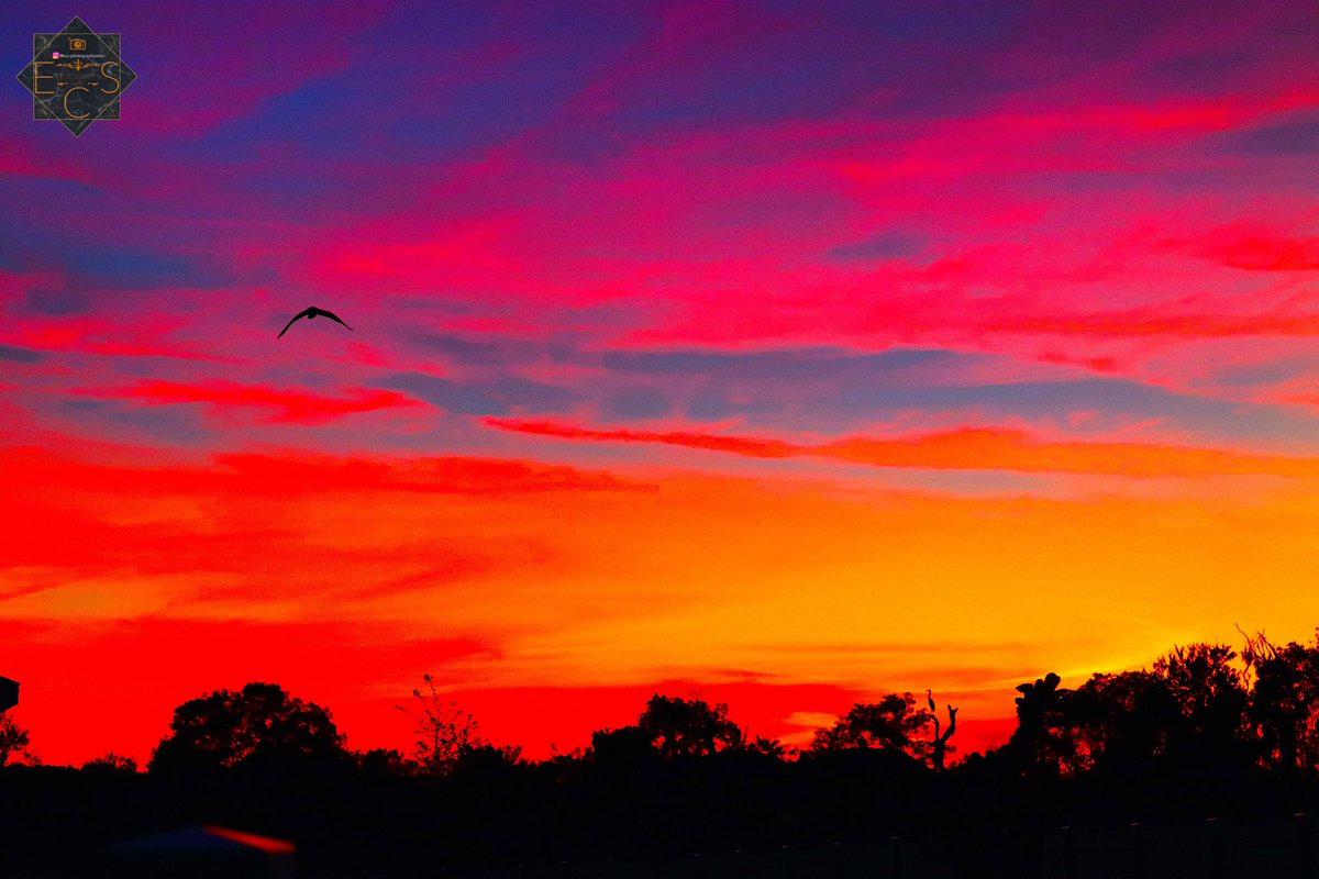 ecsphotographyy's tweet photo. 📍Wimauma, Florida🌅🦅

#SaintPetersburgFL #StPetersburg #Tampa #Twitter #Florida #ApolloBeach #FloridaState #Like #MG #photograghy #Wimauma #photograph #photographer #photo #PhotoMode https://t.co/K5ilC1qxBY