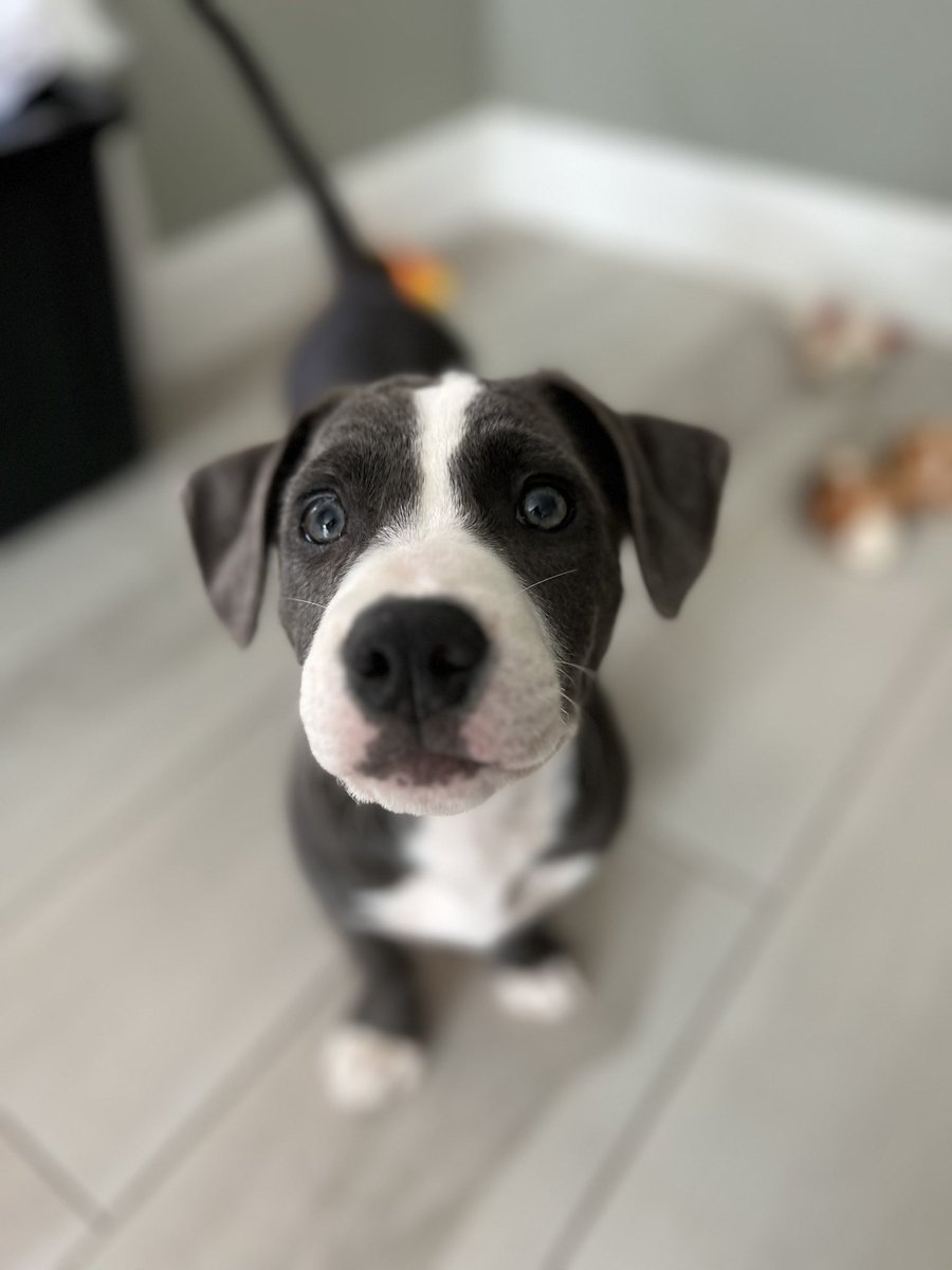 Happy 1st birthday to my funny, smart, goofy, loving Frankie. Thank you for 8 months of laughs and love in an otherwise dark year. Love you so much, Mr. Beans. 🥰🥰❤️🐶🐾