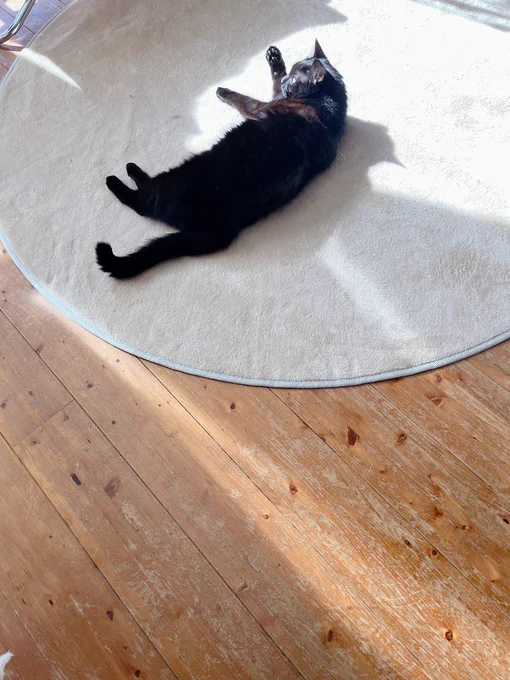 今日は猫たちも静かな打ち合わせでした。 新しいお仕事が続々と進んできています。 シーンの切り取り方、表現が面白いと褒めていただけるのは嬉しいがんばろ〜