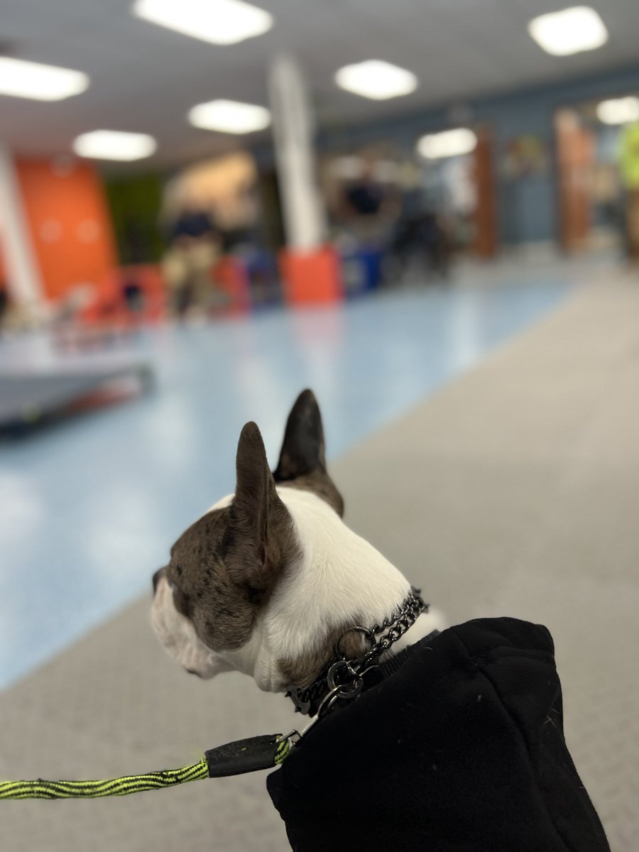 Roese’s first DOWN on command! She’s been so stubborn with this command 😅 We should be finishing up her first certifications next week! 🐾