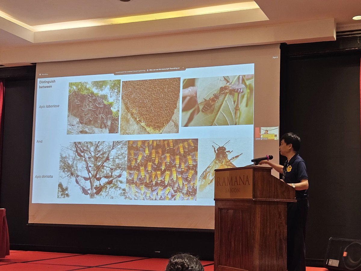 Dr Pham Hong Thai is using social media apps like TikTok and Facebook to teach Vietnamese villagers how to identify their two native giant Asian honey bee species Apis dorsata and Apis laboriosa. Perhaps our lab should have a TikTok account?! I'm not a good dancer though...