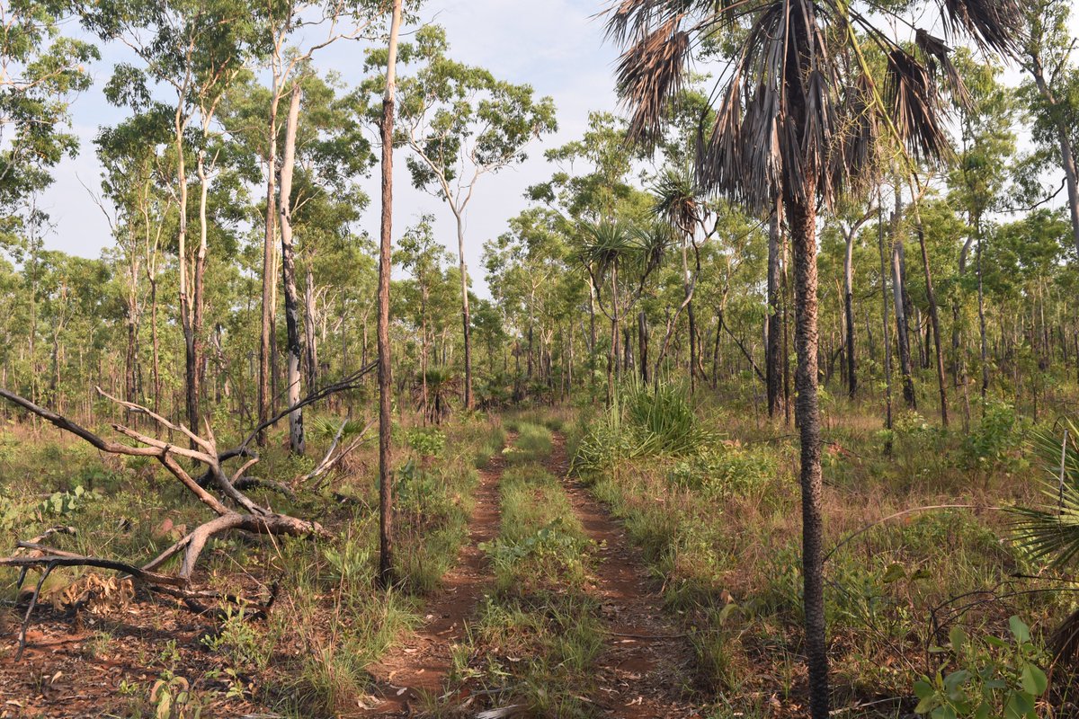 maitec (@maitec_sec) on Twitter photo Greening up <a href="/LitchfieldSSS/">Litchfield Supersite</a> #NorthAustralianSatelliteValidationFacility after recent rains Greening up <a href="/LitchfieldSSS/">Litchfield Supersite</a> #NorthAustralianSatelliteValidationFacility after recent rains