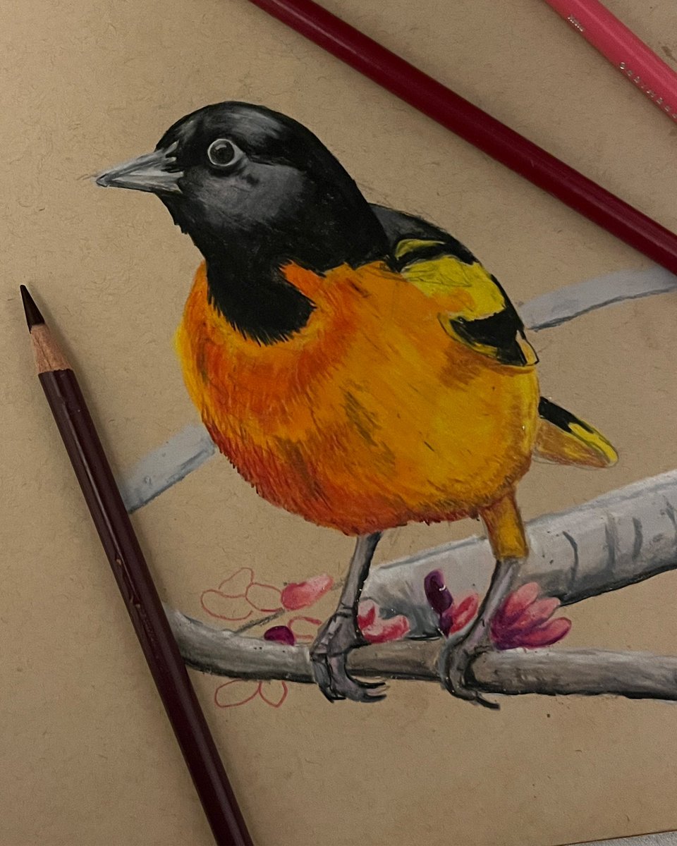 Work in progress.  Prismacolor pencils on mixed media paper. #birds #wildbirds #nature #natureart #art #birdartist