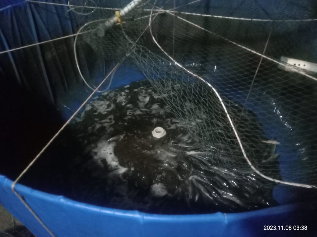 BudiantoSpi's tweet photo. Rabu (8/11/23), Budianto, Luhkan Kab. Indragiri Hilir, Pokdakan Usaha Bersama Kel.Sei Beringin, Panen Ikan Lele Bioflok, sebanyak 120 kg, size 185 gr, harga 22.000/kg
#GiatLuhkanSatminkalMedan #Inhil #Panen
@bpppmedan_brsdm 
@puslatluhkp 
@brsdm_kp
@kkpgoid https://t.co/TlQ6WSSKJ5