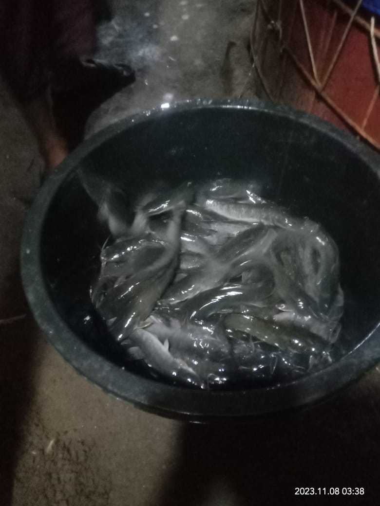 BudiantoSpi's tweet photo. Rabu (8/11/23), Budianto, Luhkan Kab. Indragiri Hilir, Pokdakan Usaha Bersama Kel.Sei Beringin, Panen Ikan Lele Bioflok, sebanyak 120 kg, size 185 gr, harga 22.000/kg
#GiatLuhkanSatminkalMedan #Inhil #Panen
@bpppmedan_brsdm 
@puslatluhkp 
@brsdm_kp
@kkpgoid https://t.co/TlQ6WSSKJ5