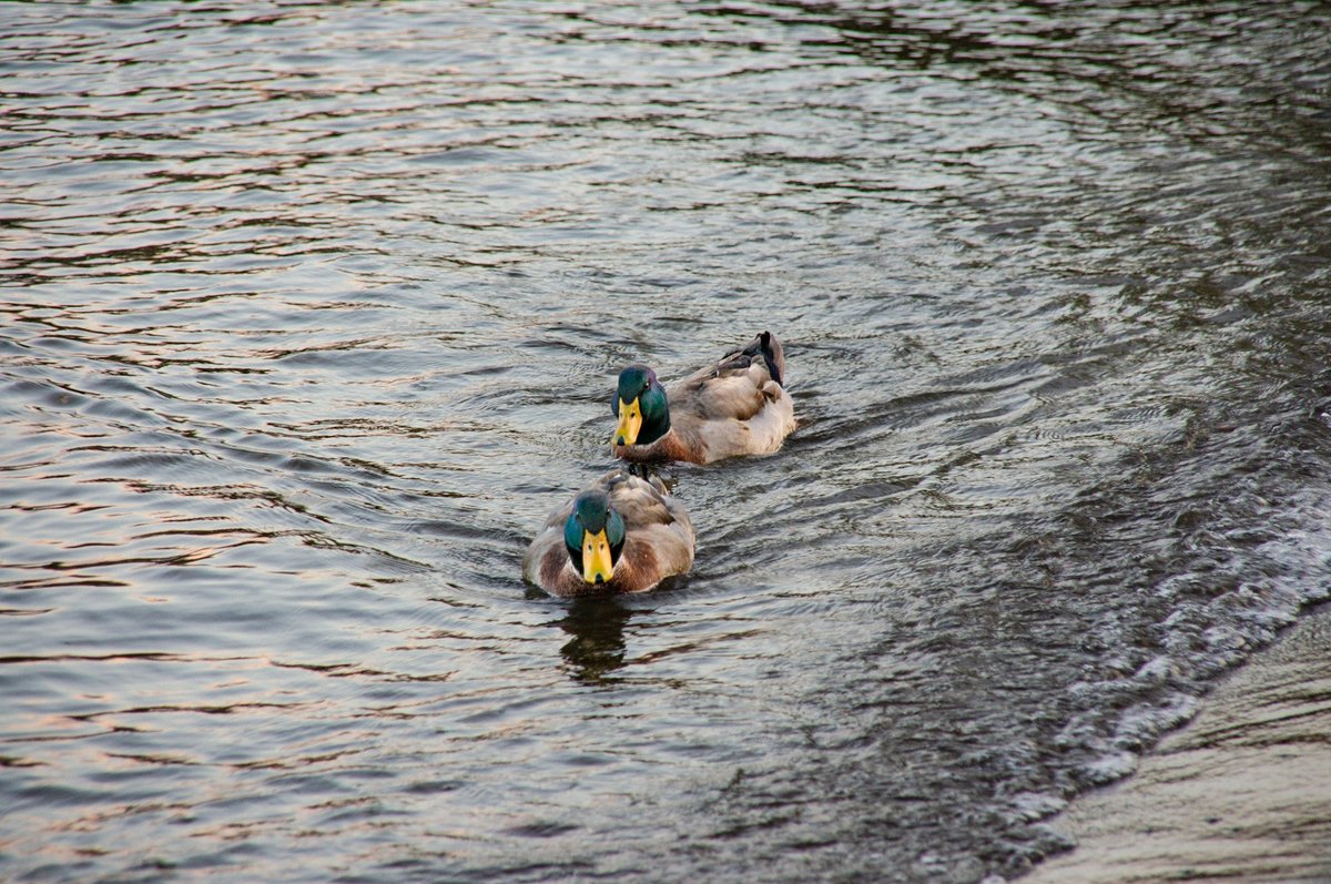 #photography #sonya55v #hudsonriver #ducks #BodyOfWater #Waterfront #Duck #Outdoors #WaterBird #Wildlife #Nature #AnimalWildlife #Bird #Rippled #MallardDuck