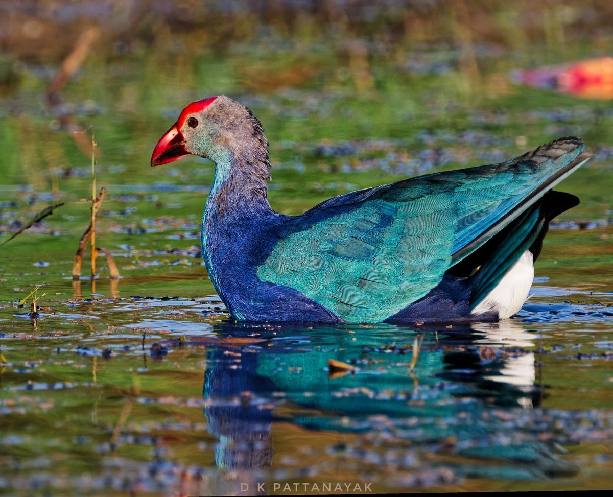 Ignored by many birders for birds involved in exciting "action"; this bird is simply gorgeous, when someone gives  proper attention. Grey-headed Swamphen (Porphyrio poliocephalus) in #Mangalajodi #odisha #india.
#IndiAves #ThePhotoHour #BBCWildlifePOTD