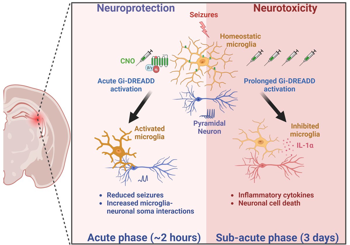 Wu Lab at UTHealth (@longjun_wu) on Twitter photo Great work from <a href="/aastha_dheer/">Aastha Dheer</a> on microglial chemogenetics and seizures. Acute activation of microglia Gi signaling reduced seizures while chronic activation increased neuronal death. Great work from <a href="/aastha_dheer/">Aastha Dheer</a> on microglial chemogenetics and seizures. Acute activation of microglia Gi signaling reduced seizures while chronic activation increased neuronal death.
