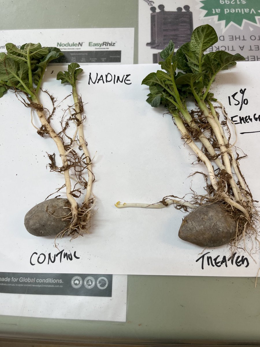 Plant on right treated with #Recruit Horticulture and #Bioteam. Off to a great start. #wilchem #Biotics