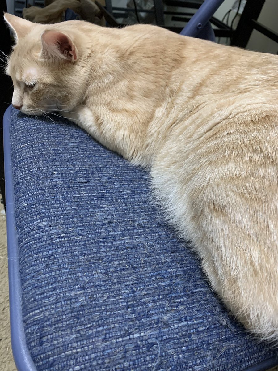 DavidWMcAvoy's tweet photo. In case anyone notices/wonders why I have a big scratch on my right hand when I go to sign my filing paperwork on Thursday, this furry numbskull decided to play rough. #catdadproblems #arpx #arleg https://t.co/gJPEvhqCxt