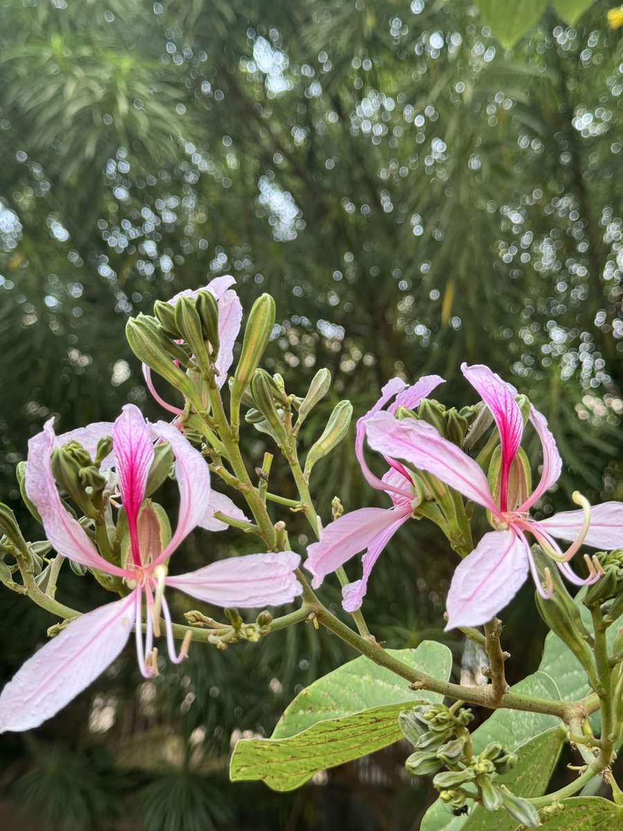 sitaramlamba's tweet photo. Good morning 😊
हर परिस्थिति में मुस्कुराते रहिए ! https://t.co/gYGvFaI2HE