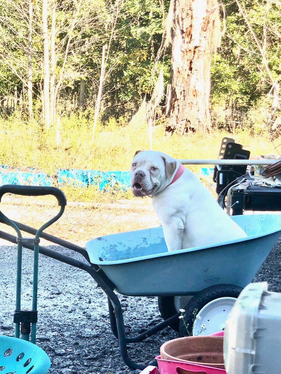 GG was told to stay out of the pool sooooo she figured out the wheelbarrow was full of water- she's proud of herself too 

#AmericanBulldogs