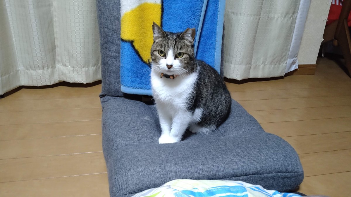 senterchoo's tweet photo. 夜は小屋の中が冷え込む。
小屋猫チビちゃんは夜になると部屋に入ってくる。
でも長居はしないで小屋に戻っちゃ��。
完全な家猫までの道のりは遠い…

#猫がいる暮らし #元地域猫 #保護猫 https://t.co/1U1K1zoyU1