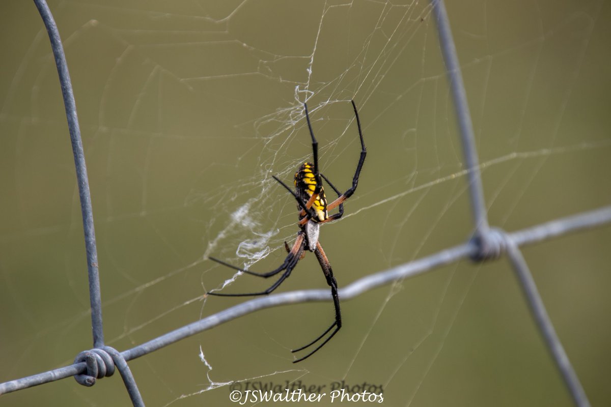 WaltherJs's tweet photo. #gardenspider #spider #spidersofinstagram #spiders #spiderphotography #spiderlove #spiderlover #spidersoftheworld #spiderofinstagram #bigspider #instaspider #spidersofig #house #spiderling #spiderhouse #macro #naturephotography #arachnid #macrophotography #spiderweb #garden https://t.co/tGquGFOw9z