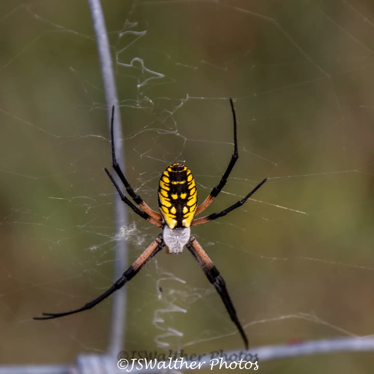 WaltherJs's tweet photo. #gardenspider #spider #spidersofinstagram #spiders #spiderphotography #spiderlove #spiderlover #spidersoftheworld #spiderofinstagram #bigspider #instaspider #spidersofig #house #spiderling #spiderhouse #macro #naturephotography #arachnid #macrophotography #spiderweb #garden https://t.co/tGquGFOw9z