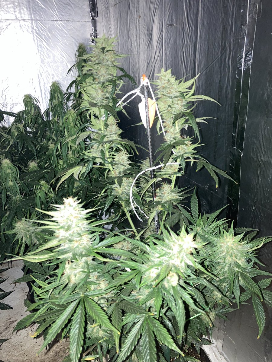 da_marti10's tweet photo. Few bud pic in the dark , The Hammer O,G fatty right here . 
F2 This is the frostiest plant I’ve seen  #gen101
#cannibuscommunity 
@Genetics101va 
@GROWERCOALITION https://t.co/bT184V4Pz6