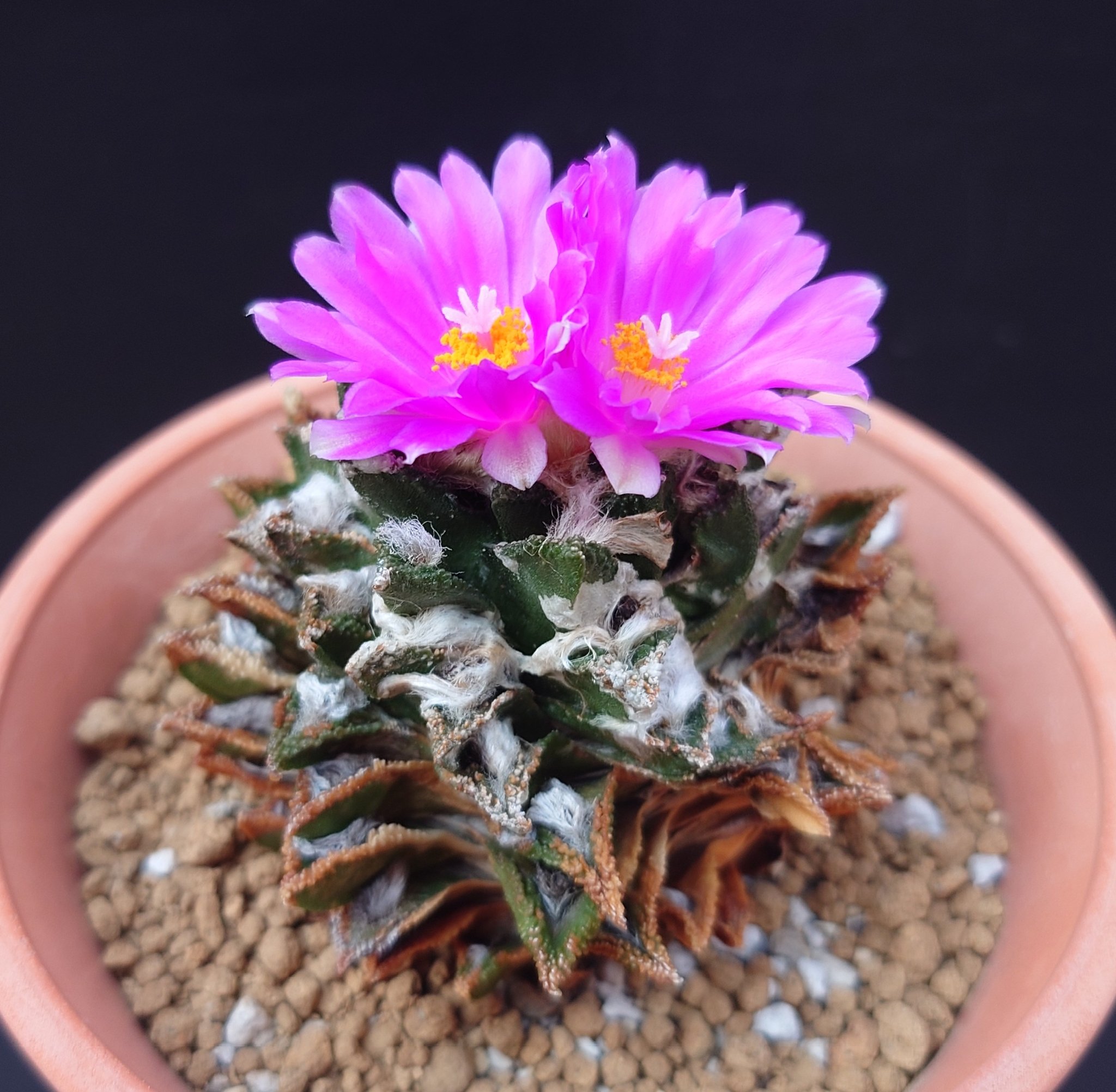 djsb.1418 超希少❗️原種アンスリウムレガレ 新葉展開中✨️ studio GreenPiece (@GreenPiece14) / X