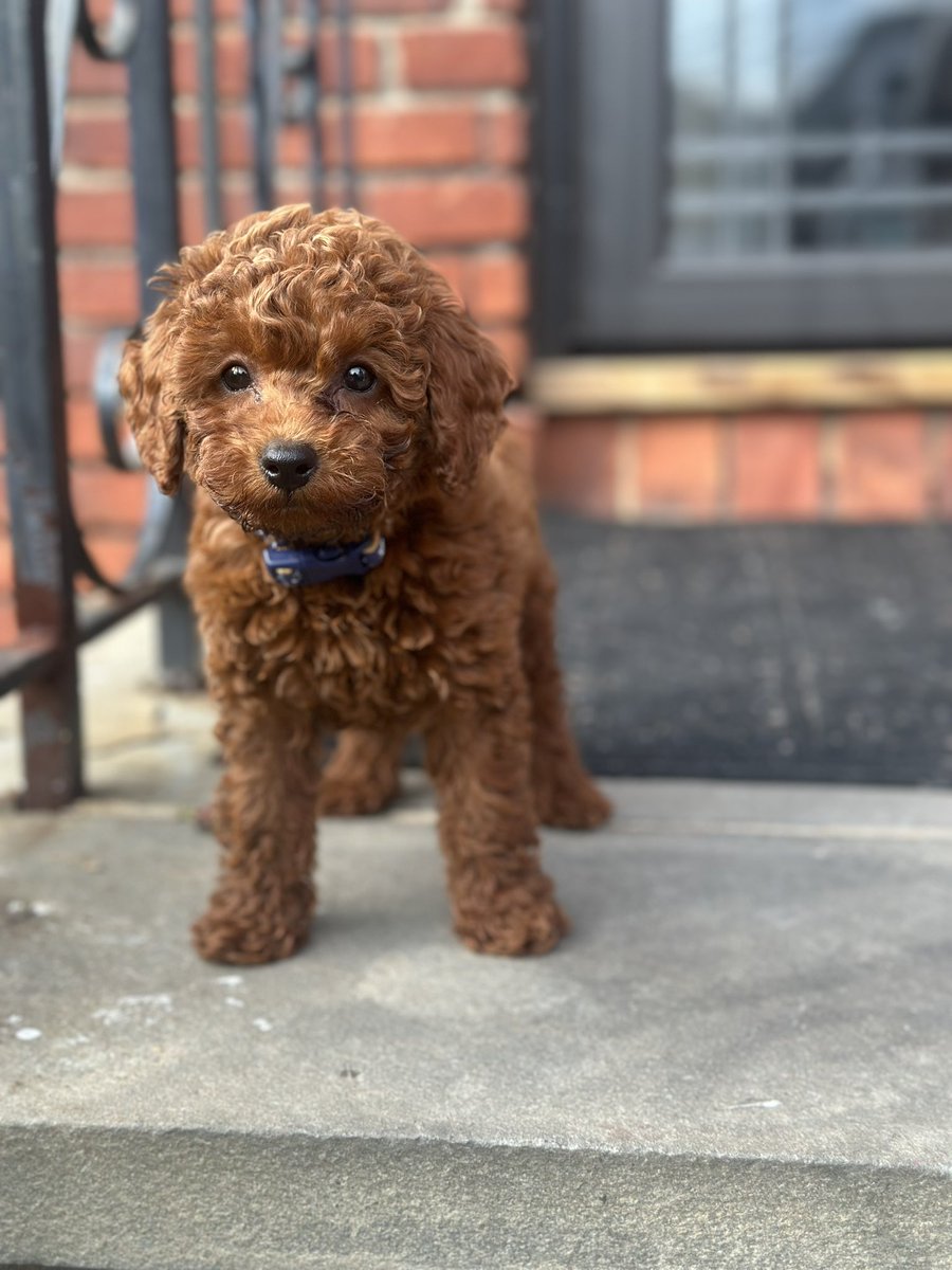 I sure didn’t want to go through this all over again but my boys surprised this past weekend and once I saw him I couldn’t say no 🙈 OMG I’m a new Mom! #toypoodle aka Prince Bentley Welcome to the Fam! 🐾💋