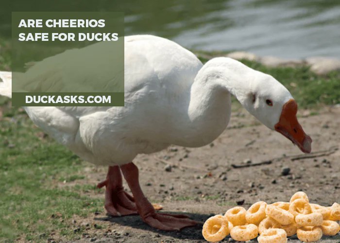 duck_asks's tweet photo. Many people enjoy feeding ducks at the park, but is it safe to give them Cheerios? The answer is yes, in moderation. Cheerios can make a fine snack or treat for ducks, but it should be part of their diet. #Duck #Diet #DuckAsks 

https://t.co/26TLCaF9FI https://t.co/eaTjxhtwK1