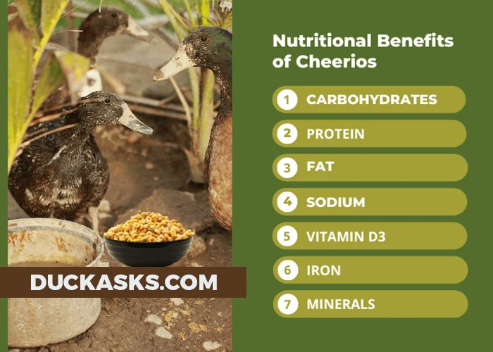 duck_asks's tweet photo. Many people enjoy feeding ducks at the park, but is it safe to give them Cheerios? The answer is yes, in moderation. Cheerios can make a fine snack or treat for ducks, but it should be part of their diet. #Duck #Diet #DuckAsks 

https://t.co/26TLCaF9FI https://t.co/eaTjxhtwK1