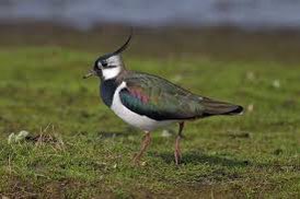 StopCYPerthi's tweet photo. We must protect those habitats that draw breeding pairs. Wetland areas like @ourlivinglevels @GwentLevels are under threat from developers. 
Please do something to help- sign the Senedd Petition to halt significant developments 

https://t.co/mxw2Cgx5t8

#grassnotglass https://t.co/eU2U7etHKS