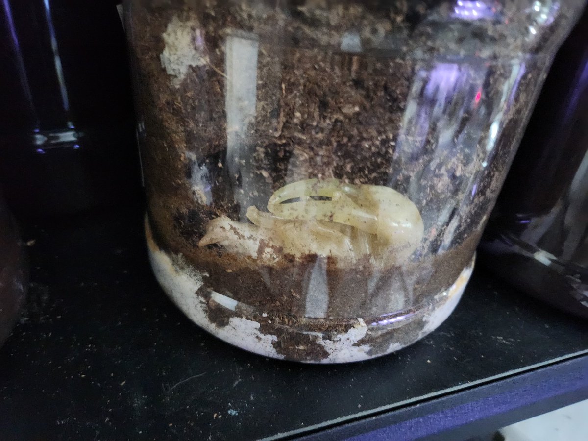 かなり大きいと思います。🤭🤭