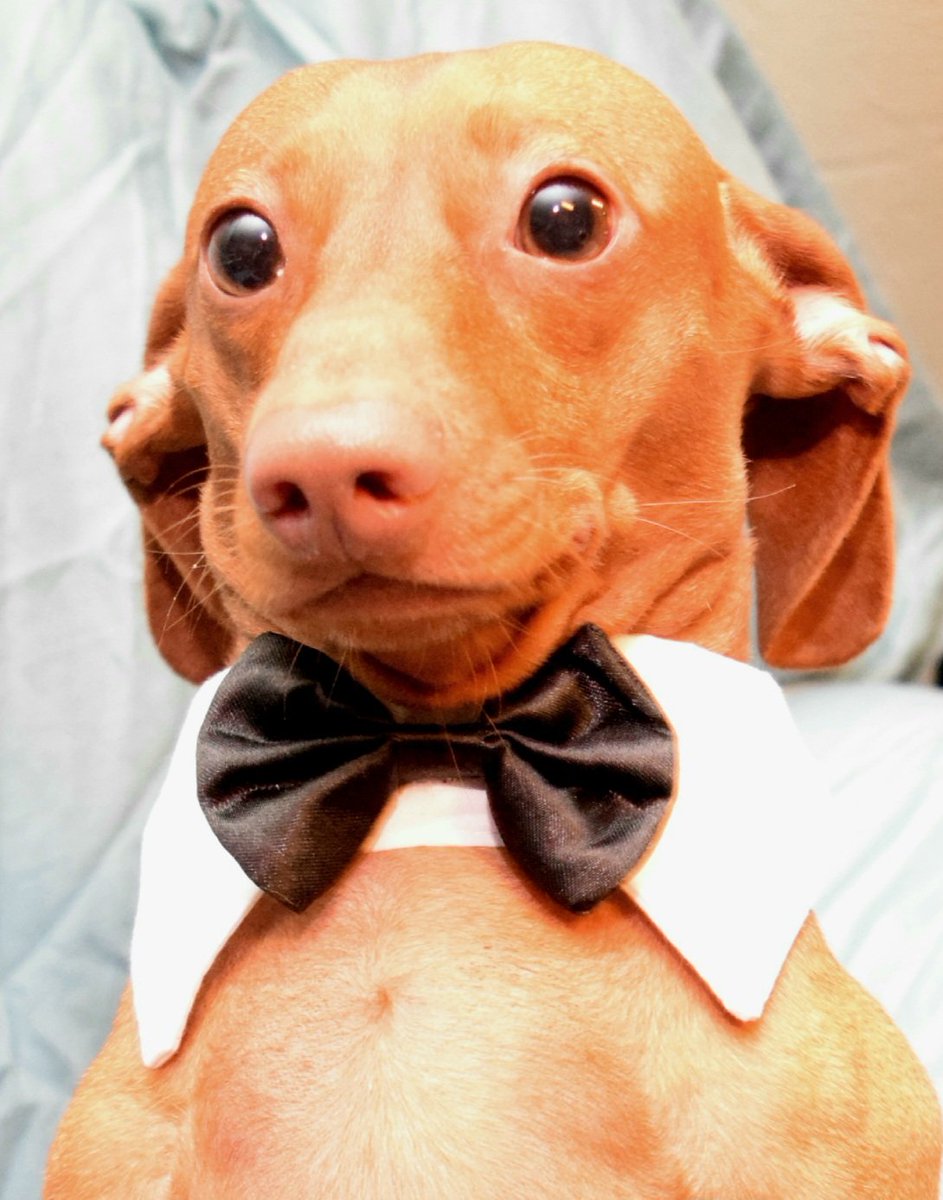 Oliver anxious about his audition for the Chippendale Dancers. Pretty sure he missed a step.

#ThanksgivingsTopDogContest