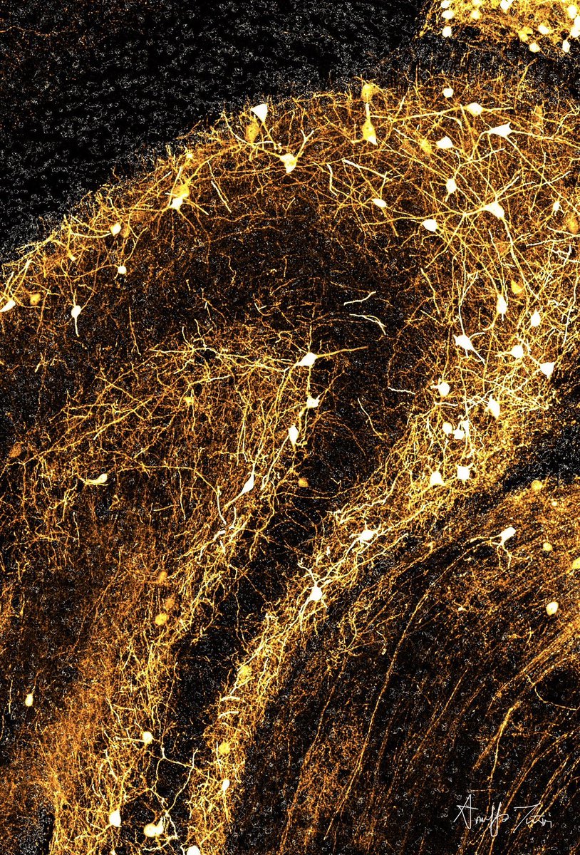 Stop by poster HH25 on Saturday 6:30pm-8:30pm, and VV32 next Tuesday 8:00am-12pm to learn about some pretty cool GABA neurons in the hippocampus! @WiliamsLabUtah #SfN23