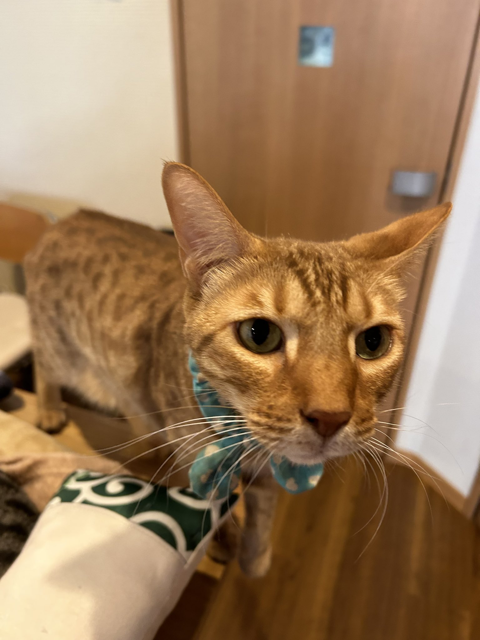 猫の森ページです 猫の森 (@yukiko12191) / X