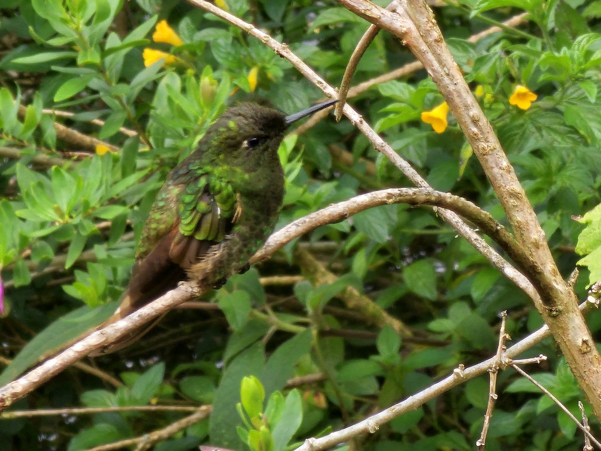 singshobhasing's tweet photo. Discover the enchanting world of hummingbirds at Rogitama Biodiversity in Arcabuco, Boyaca!  Immerse yourself in nature and witness these tiny wonders in action. #HummingbirdWatching #NatureLovers #RogitamaBiodiversity #Arcabuco #Boyaca #Colombia https://t.co/h2z1gNvC0N