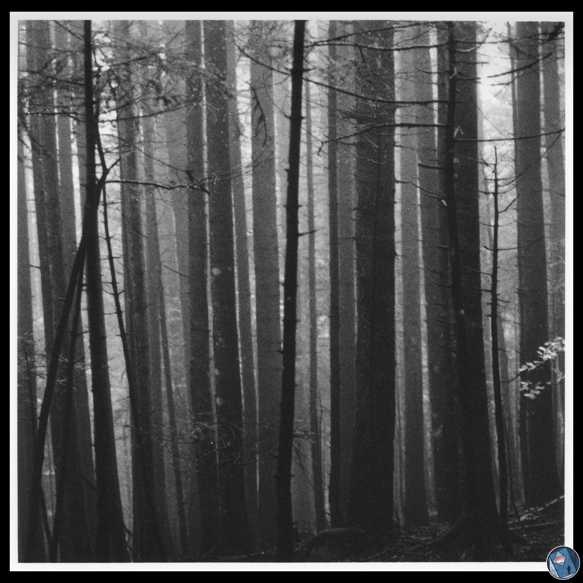 ___Harmles stuff___
+ Misty forest +
.
#filmphotography #35mmfilm 
📷 Pentax ME
🎞️ Ilford Pan 400 developed in #caffenol
.
#photography #landscapephotography #fineart #fineartphotography #believeinfilm #filmisnotdead #blackandwhite #bnw_captures