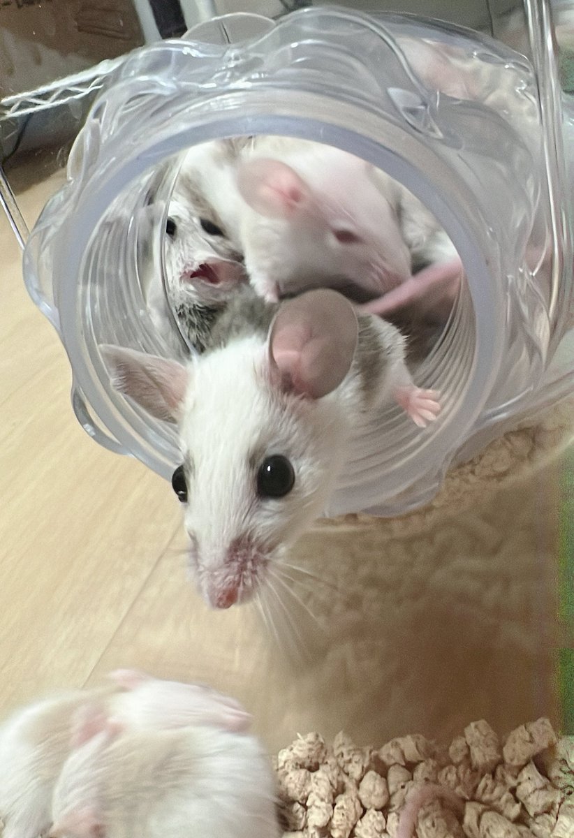 MAISONREP's tweet image. ぎゅうぎゅう🐭
朝の東海道本線(川崎→品川)みたい🥺
ベビも順調に産まれております💮
ヤワゲ達が可愛すぎてなかなか餌にできず、、ただただ増え続けている…😂笑
#ヤワゲネズミ
#ヤワゲ