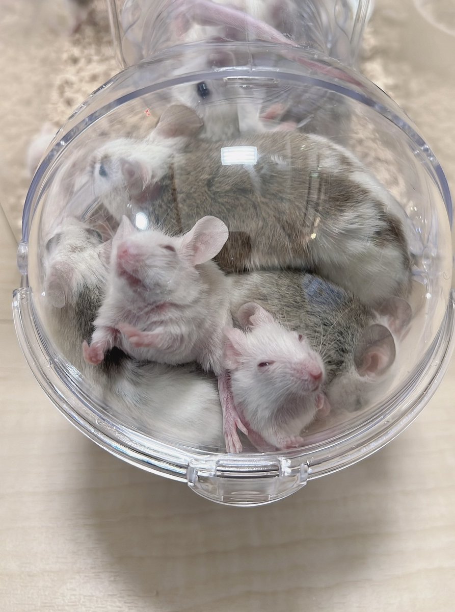 MAISONREP's tweet image. ぎゅうぎゅう🐭
朝の東海道本線(川崎→品川)みたい🥺
ベビも順調に産まれております💮
ヤワゲ達が可愛すぎてなかなか餌にできず、、ただただ増え続けている…😂笑
#ヤワゲネズミ
#ヤワゲ