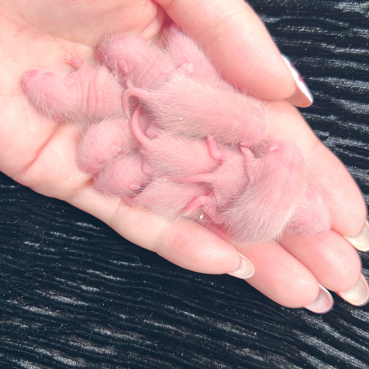 MAISONREP's tweet image. ぎゅうぎゅう🐭
朝の東海道本線(川崎→品川)みたい🥺
ベビも順調に産まれております💮
ヤワゲ達が可愛すぎてなかなか餌にできず、、ただただ増え続けている…😂笑
#ヤワゲネズミ
#ヤワゲ
