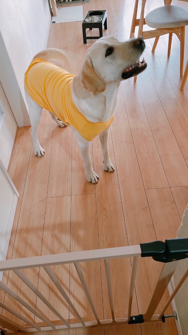 tetsumabo's tweet photo. @shuko210 早く元気になってね🐶
たろ&amp;ちこより https://t.co/o33DS1VZqh