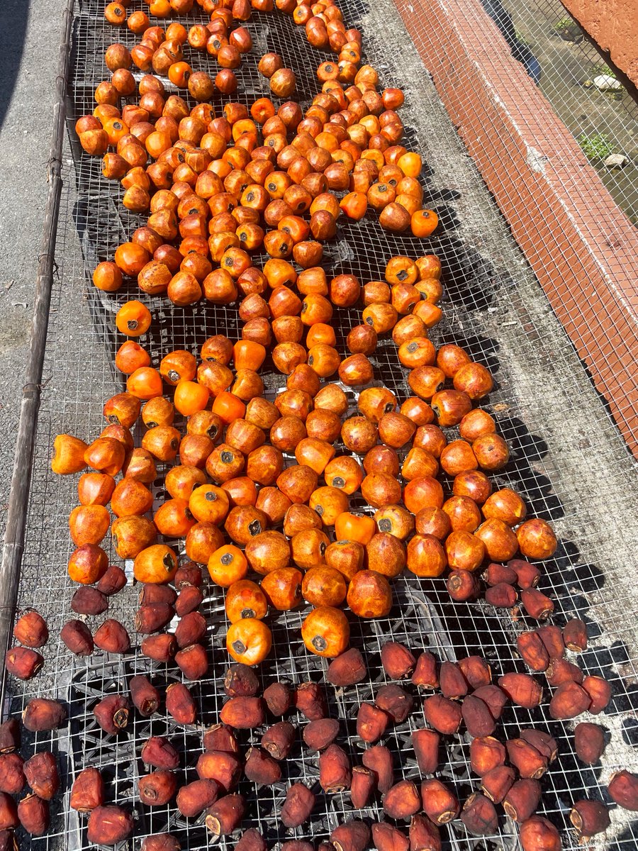 Look! These persimmons hang on the branches like little lanterns! In #Conghua, #Guangzhou, there is a large persimmon orchard with over 300 years of cultivation history. Strings of persimmons are hung high, filling the air with the scent of a bountiful #harvest.