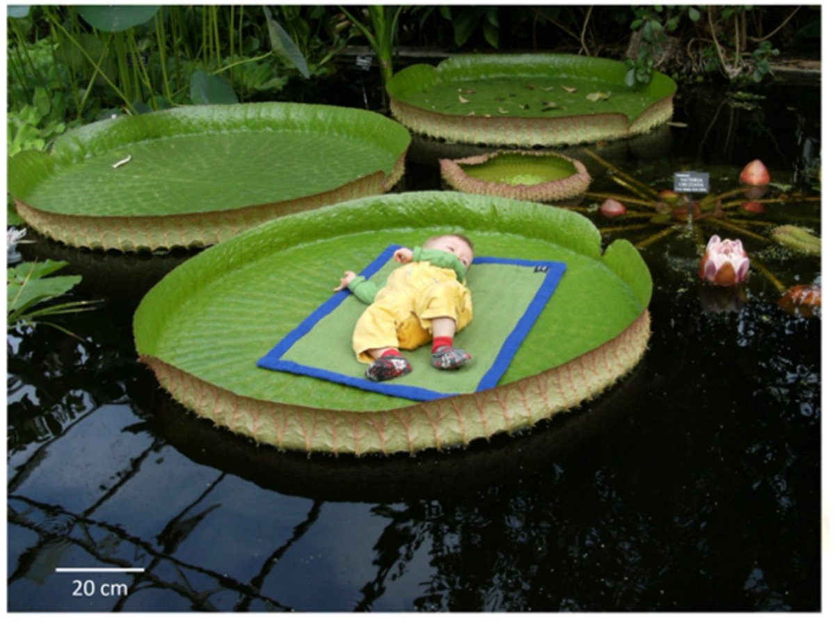 My best Figure 1a to date. How can I ever top this? Haha.